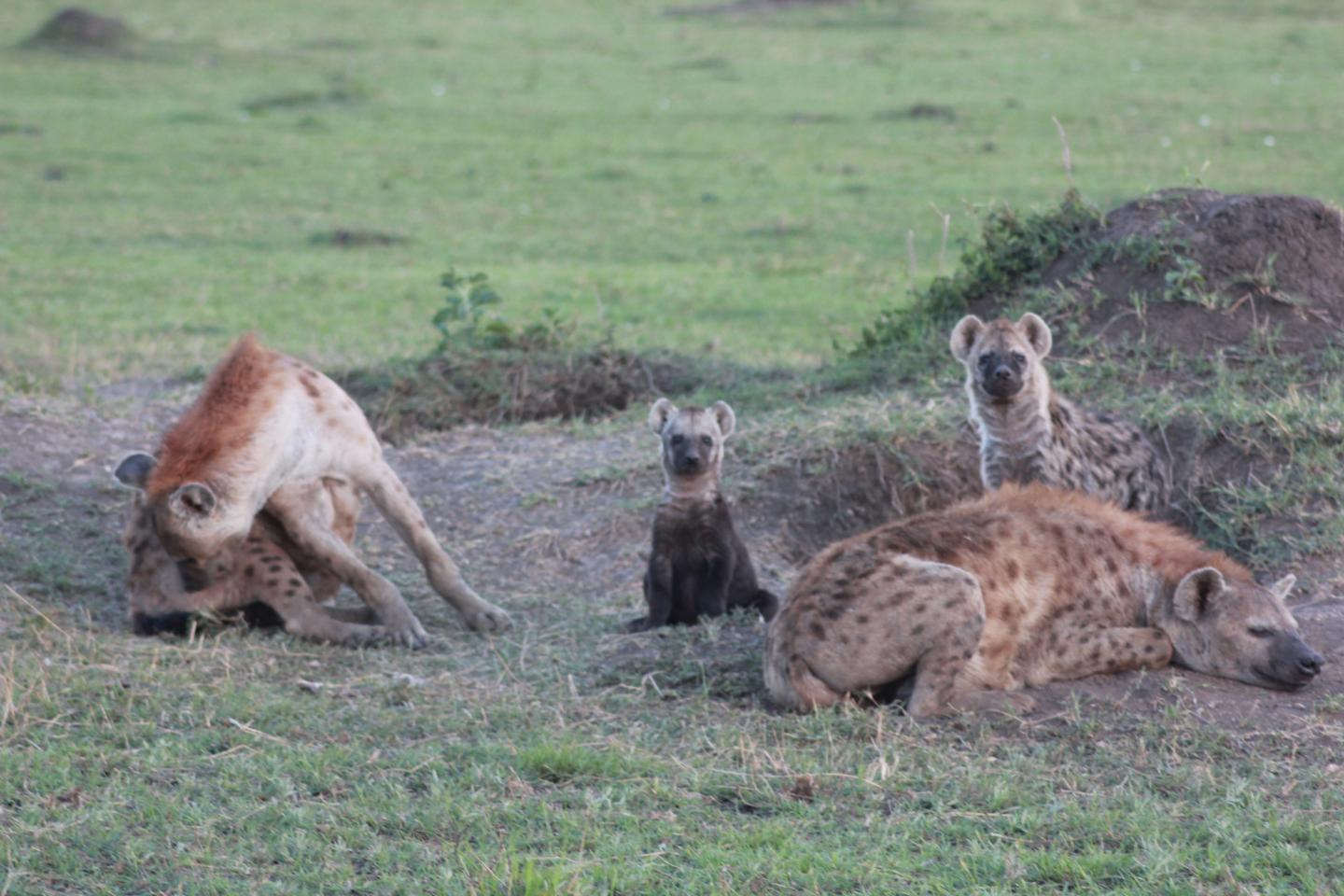 Group of hyenas