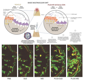 LOCAL ADMINISTRATION OF DECOY NUCLEIC ACID MEDICINE SUPPRESS ALVEOLAR RIDGE RESORPTION