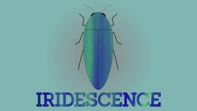 Iridescence as Camouflage