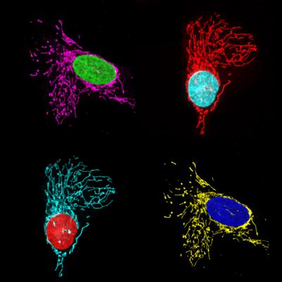 Masterminding Mitochondrial Fission (2 of 4)