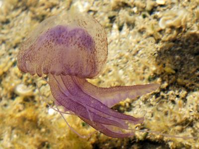 <i>Pelagia noctiluca</i>