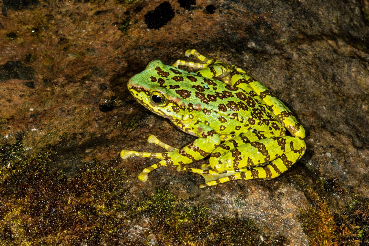A Beautiful Stream Frog