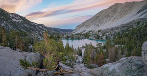 Whitebark Pines