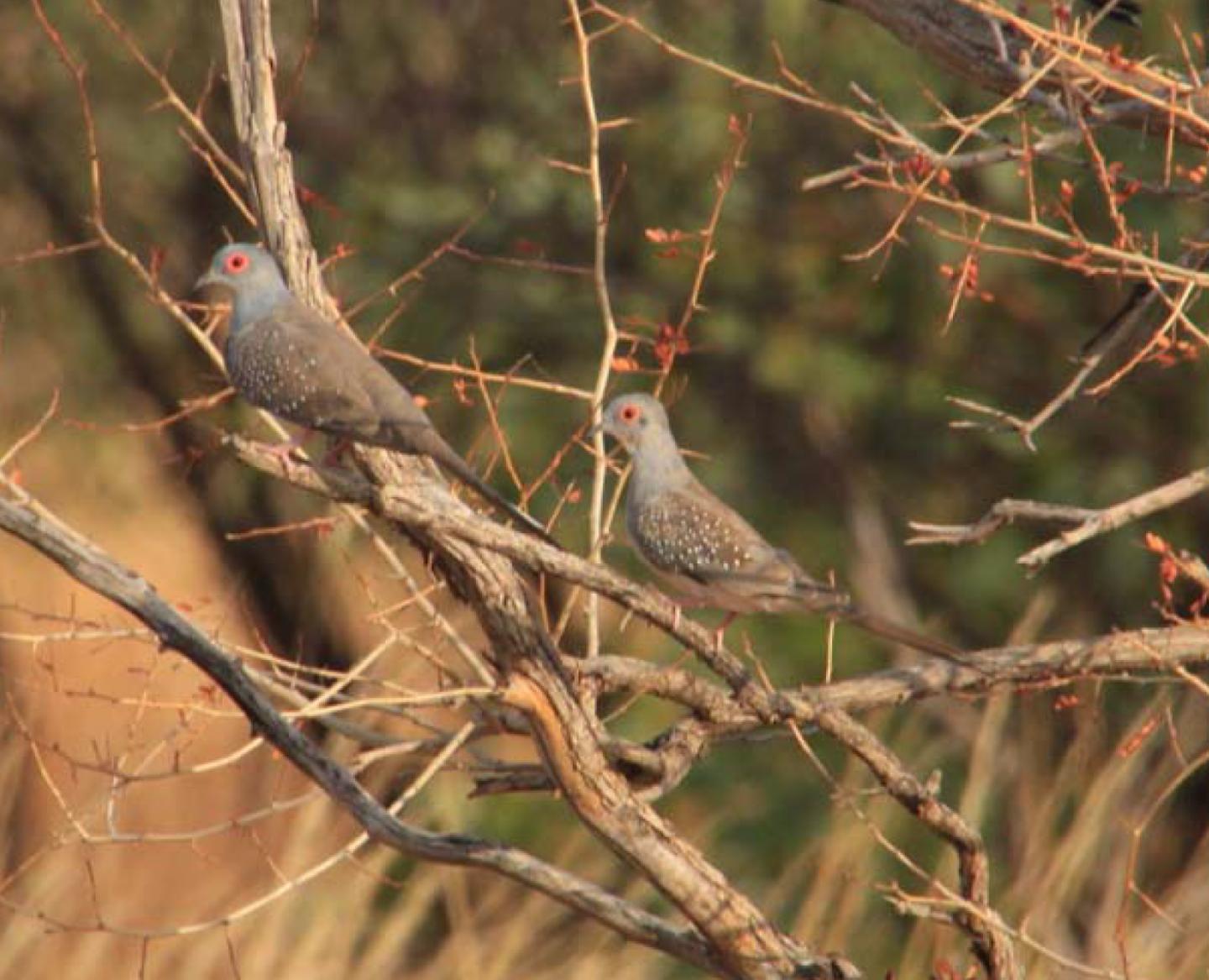 Diamond Doves Do Not Optimize Their Movements for Flexible Perches