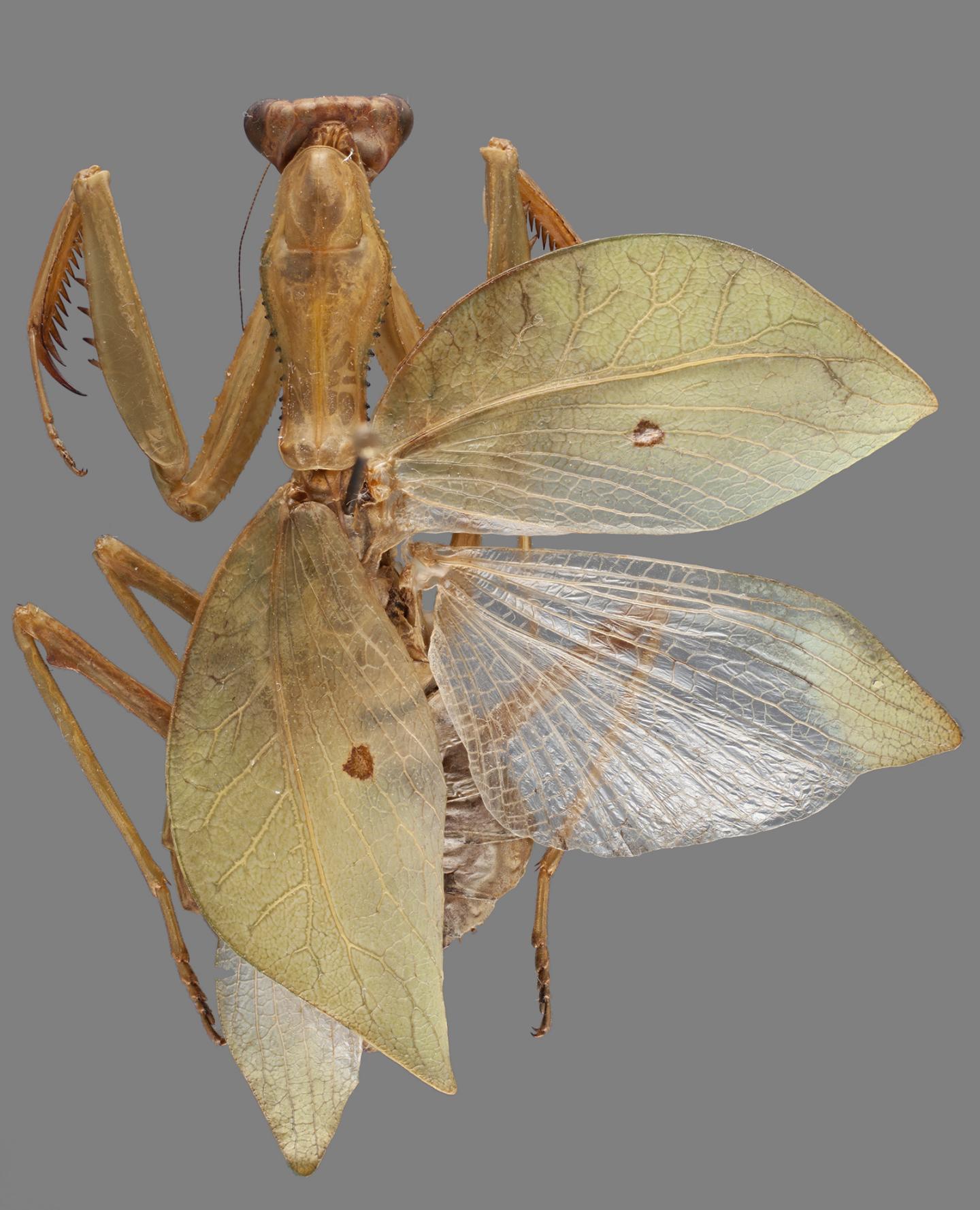 Adult Female of the Newly Identified Praying Mantis Lineage <i>Hondurantemna Chespiritoi</i>