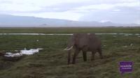 Tracking Ivory: the Science of Saving Elephants