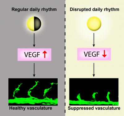 Light at Night Disturbs the Circadian Rhythm