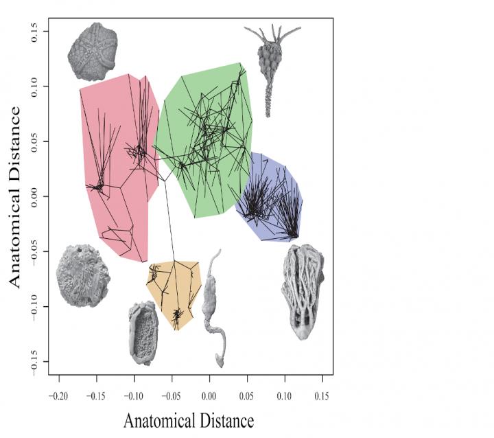 Two-dimensional representation of the range of features found within ancient echinoderms