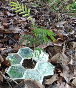 Serianthes seedling with mirrors