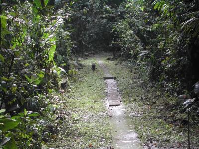 Habitat of <i>Tinkerbella nana</i>