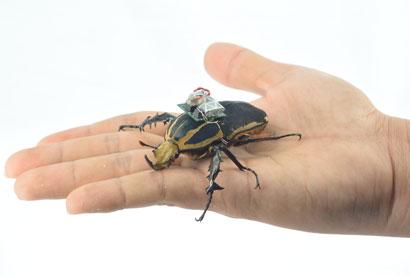 Beetle in Hand