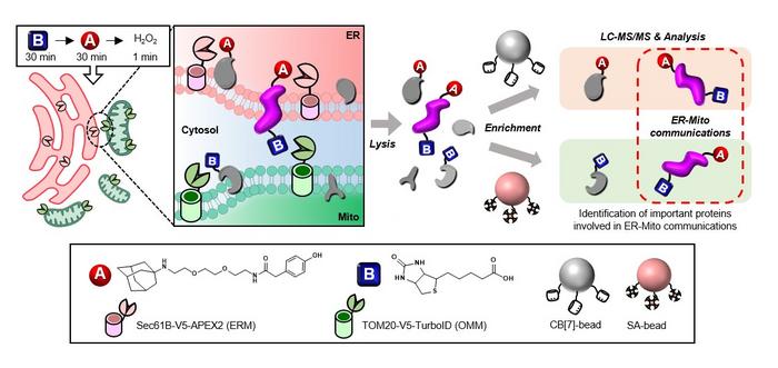 Diagram illustrating the protein labeling and isolation process by OrthoID