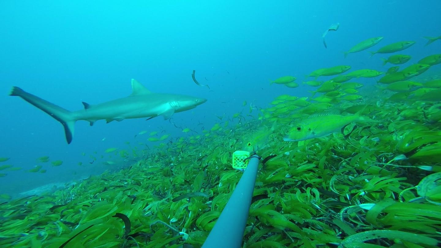Fish Situated on Seagrass Meadows