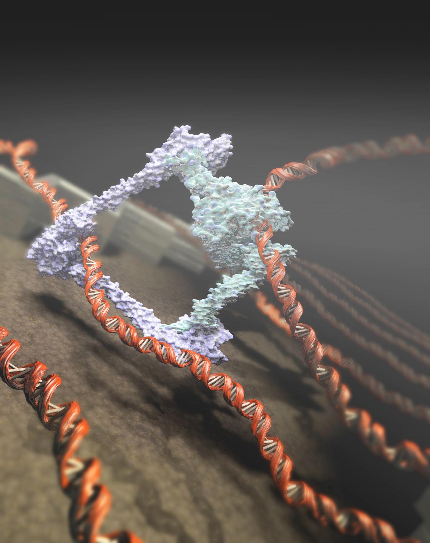 Condensin Moving on DNA