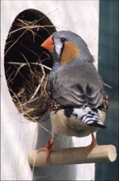 Zebra Finch