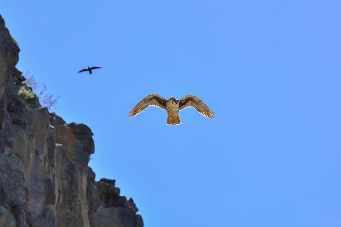 Prairie Falcon with Raven