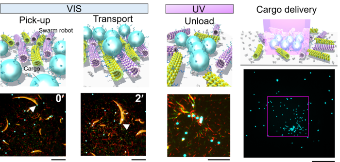 Cargo transport by a swarm of molecular robots