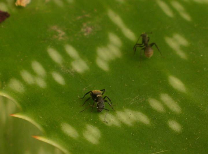 Carpenter Ants: When Social Instructions May Be Dangerous