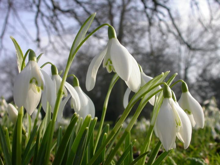 Snowdrops