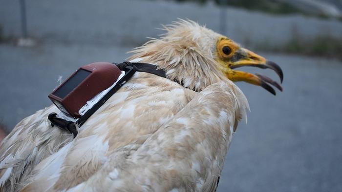 New technologies reveal the impact of circular economy on threatened species such as the Egyptian vulture