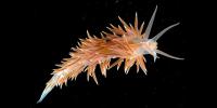 <i>Fjordia chriskaugei</i> is a Newly Named Sea Slug Species