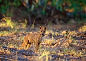 Dingo in Australia