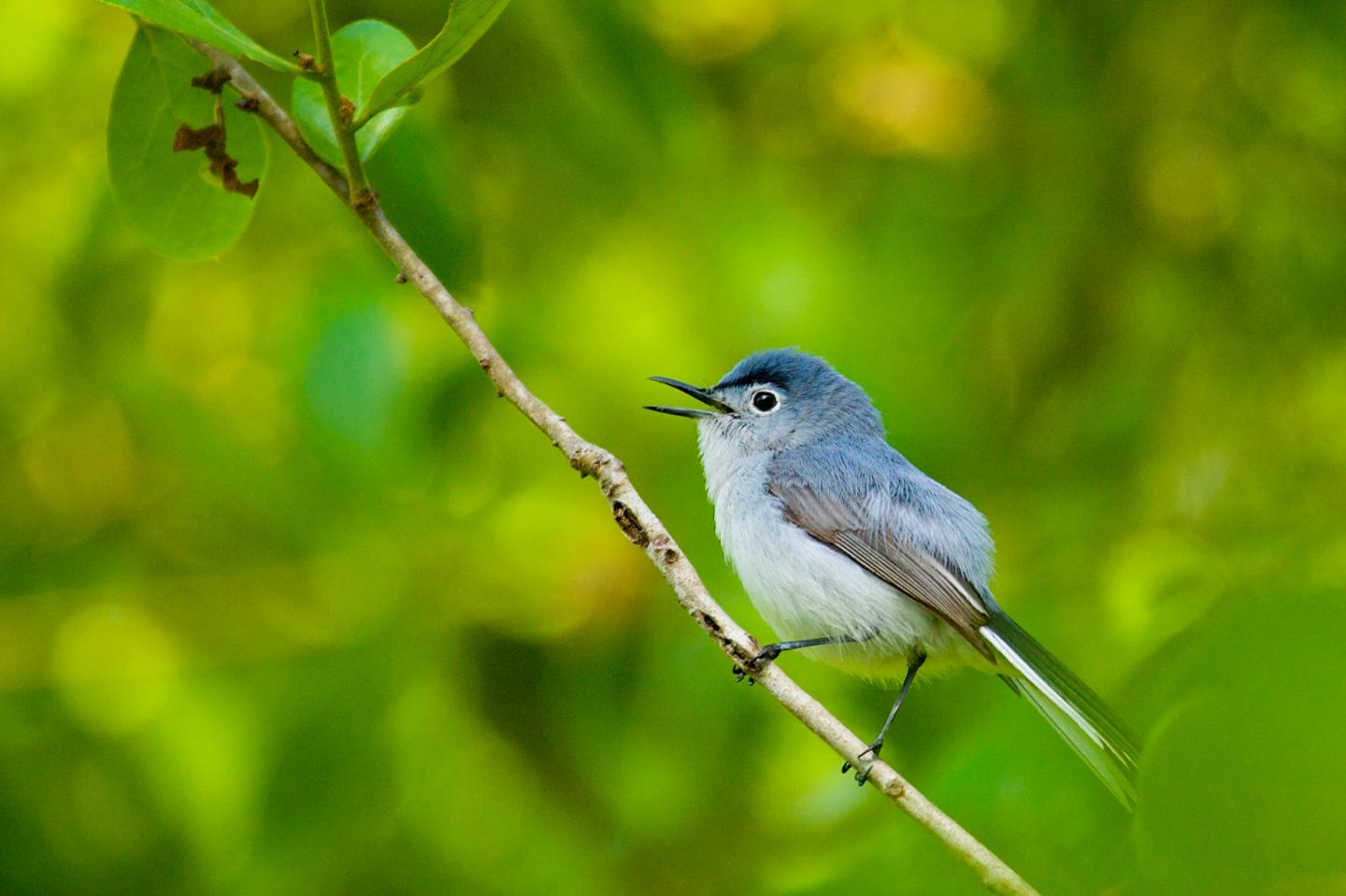 Birds in Mixed Flocks Divvy Up Hunting Strategies