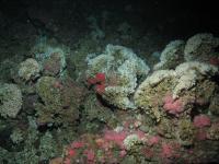 Corals in Non-Corrosive Waters