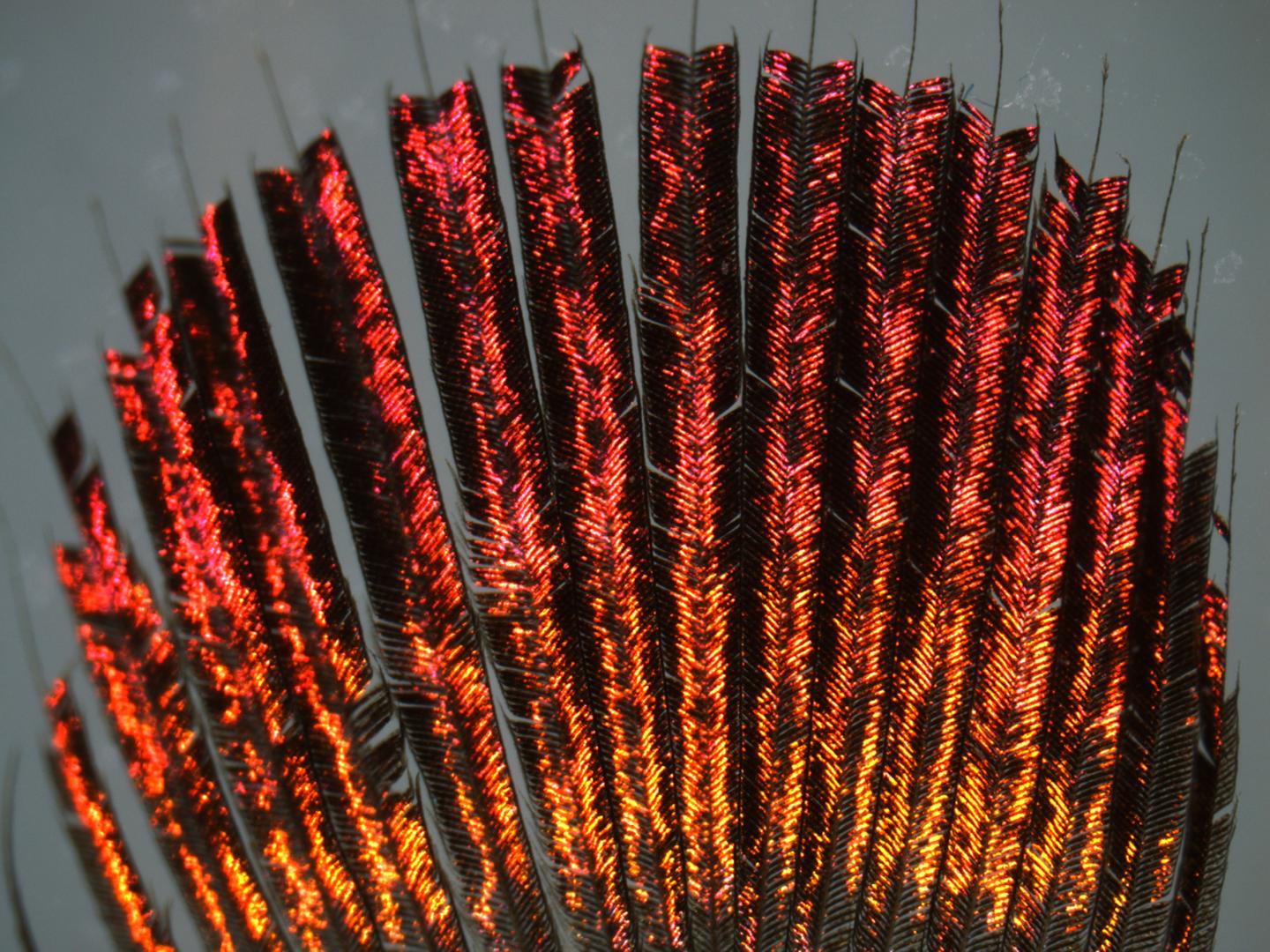 Feather Close-Up