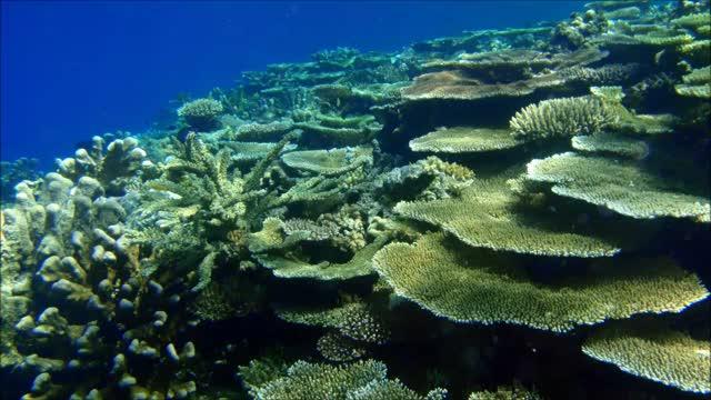 Coral Death Stops Fish from Learning Predators