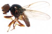 One of the New Grass Fly Species (2 of 2)