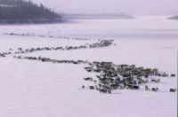 The porcupine caribou herd migrate in the Yukon Territory, Canada.