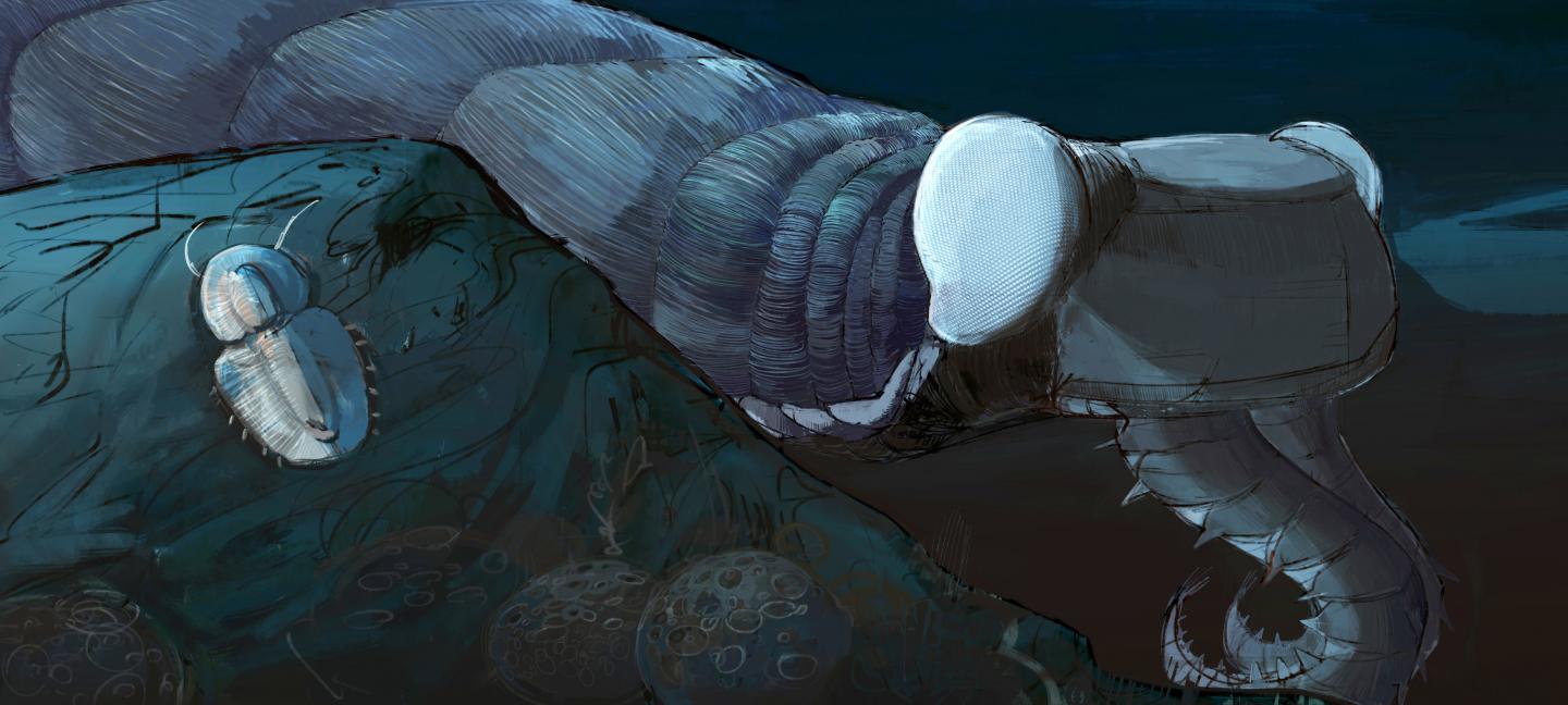 <i>Anomalocaris canadensis</i>