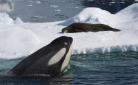 Killer Whale Stalks a Weddell Seal