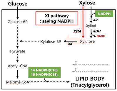 Xyloxic metabolic pathways
