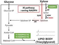 Xyloxic metabolic pathways