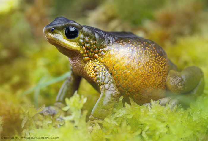 Ecuadoran harlequin toad