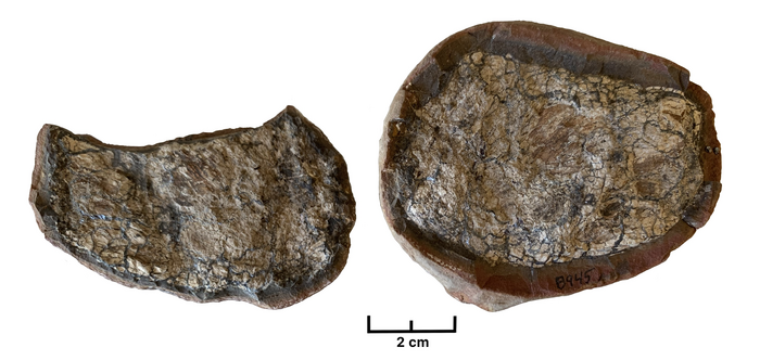 The coprolite sample used in the study.