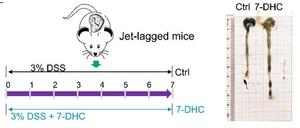 7-DHC alleviated experimental colitis with circadian disruption.