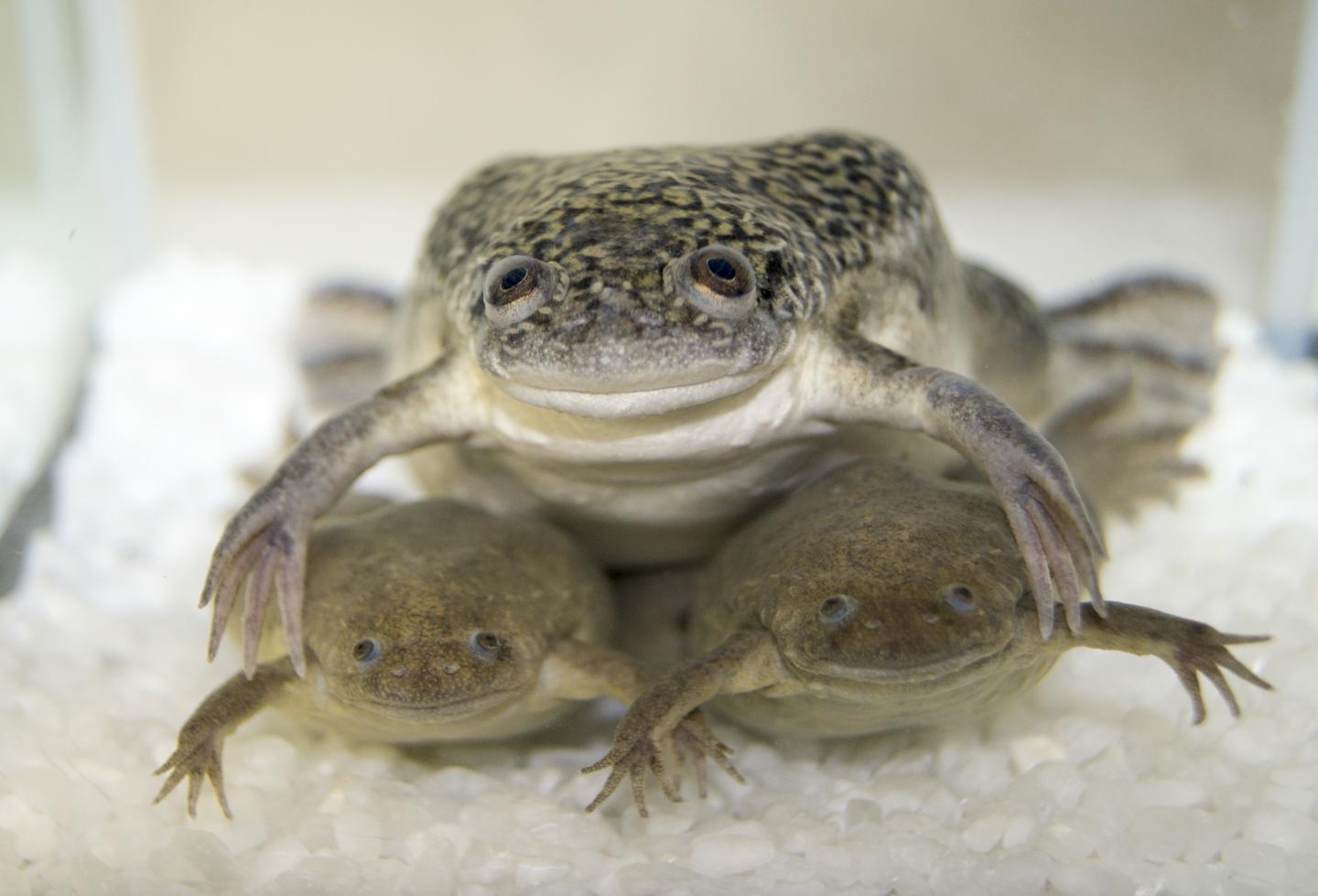 The African Clawed Frog <i>X. laevis</i> and the Western Clawed Frog <i>X. tropicalis</i>