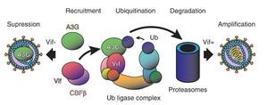 Suppression of Viral Amplification by APOBEC3G and the Role of HIV-1 Vif