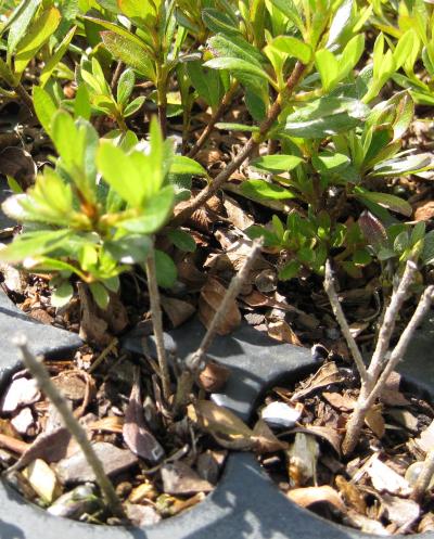 Thermotherapy Helps Rid Azaleas of Deadly Fungal Disease