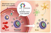 Drug Delivery through the Blood-Brain Barrier
