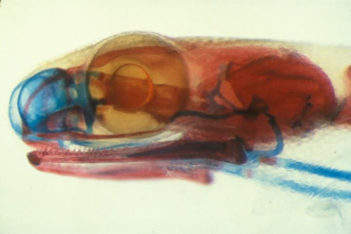 Photomicrograph of the Head of a Related Species (<i>Thorius Pennatulus</i>)