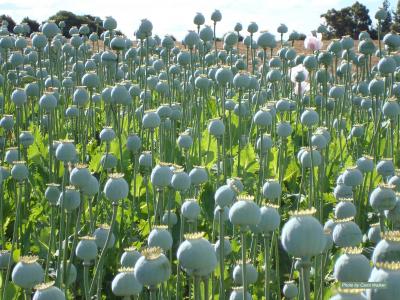 Opium Poppy Provides Recipe for Anti-Cancer Agent (2 of 6)