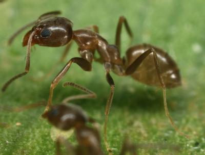 Argentine Ant