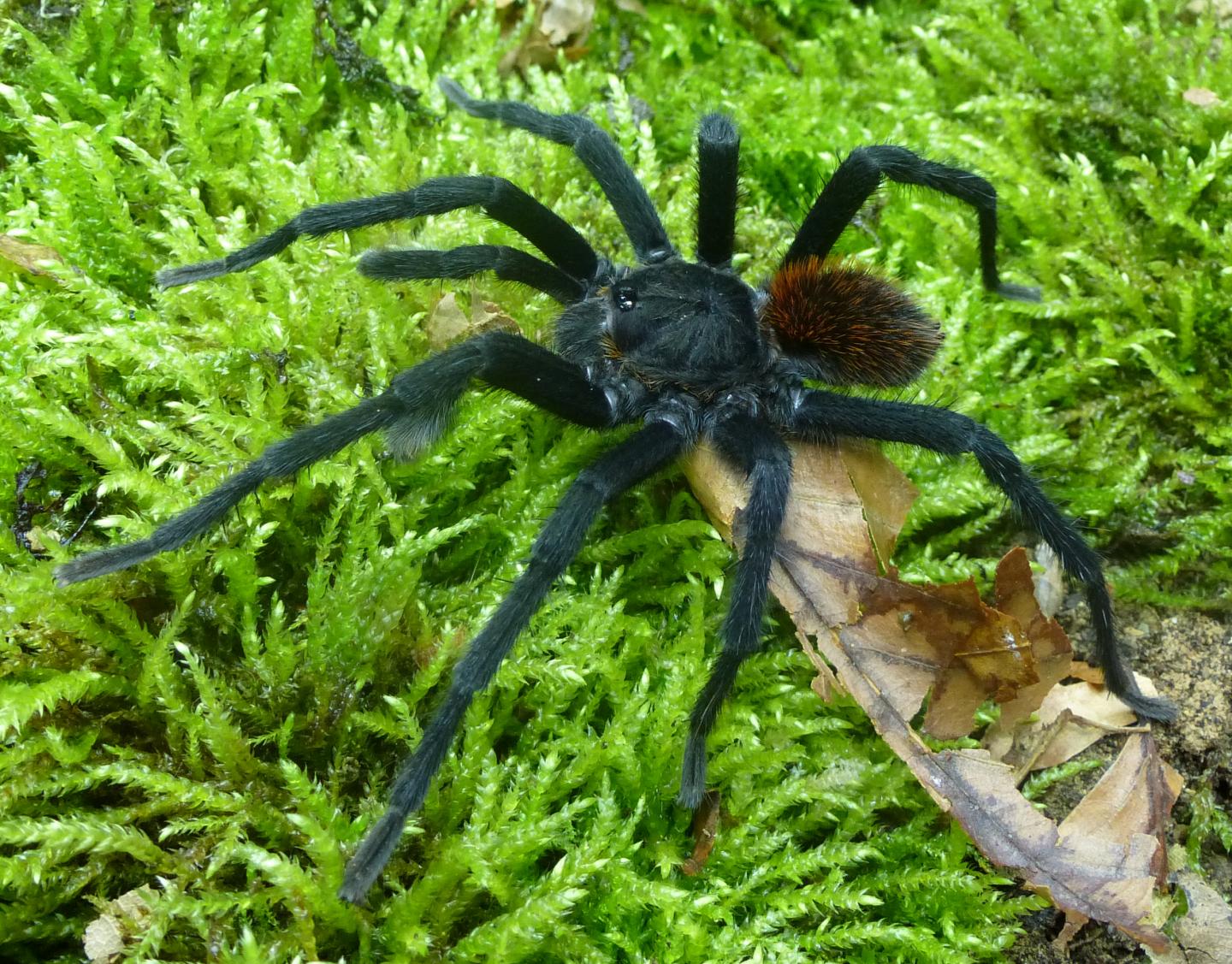 The New Tarantula Kankuamo [IMAGE] EurekAlert! Science News Releases