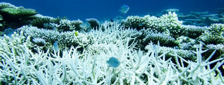 Bleached coral at Scott Reef, Australia