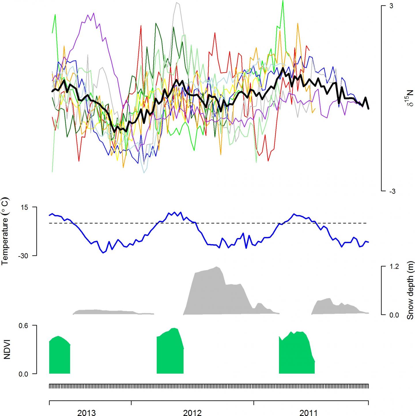 Muskoxen Hair Analysis Shows Diet Suffers During Snow-Heavy Arctic Winters