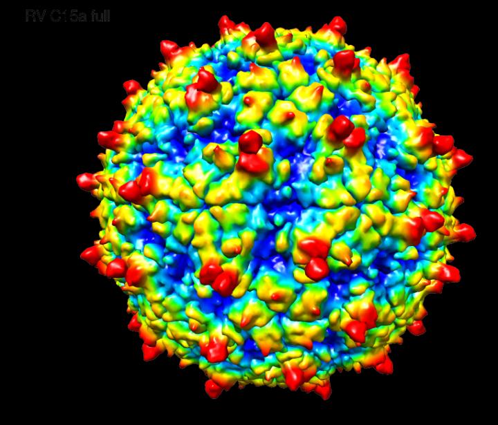 Rhinovirus C